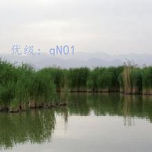 Ŭ