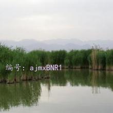 Ŭ
