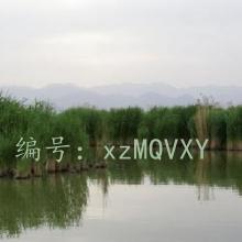 ɱ